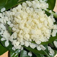 Giga-Chew Mastic Gum