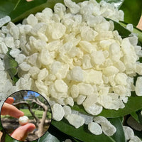 Giga-Chew Mastic Gum