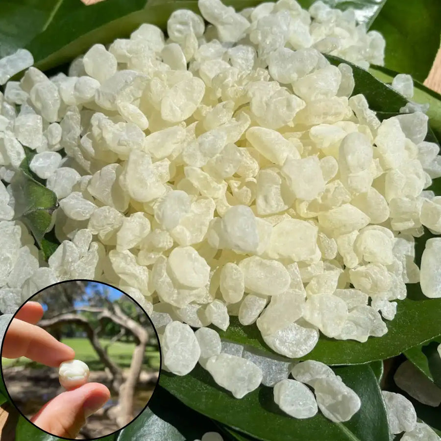 Giga-Chew Mastic Gum