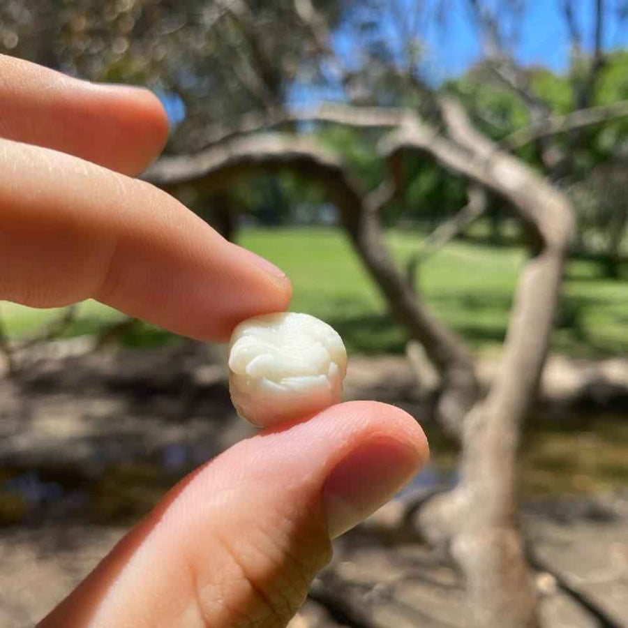 Giga Chew Mastic Gum in a package, showcasing the natural mastic gum product by Giga Chew with a focus on the branding and packaging.
